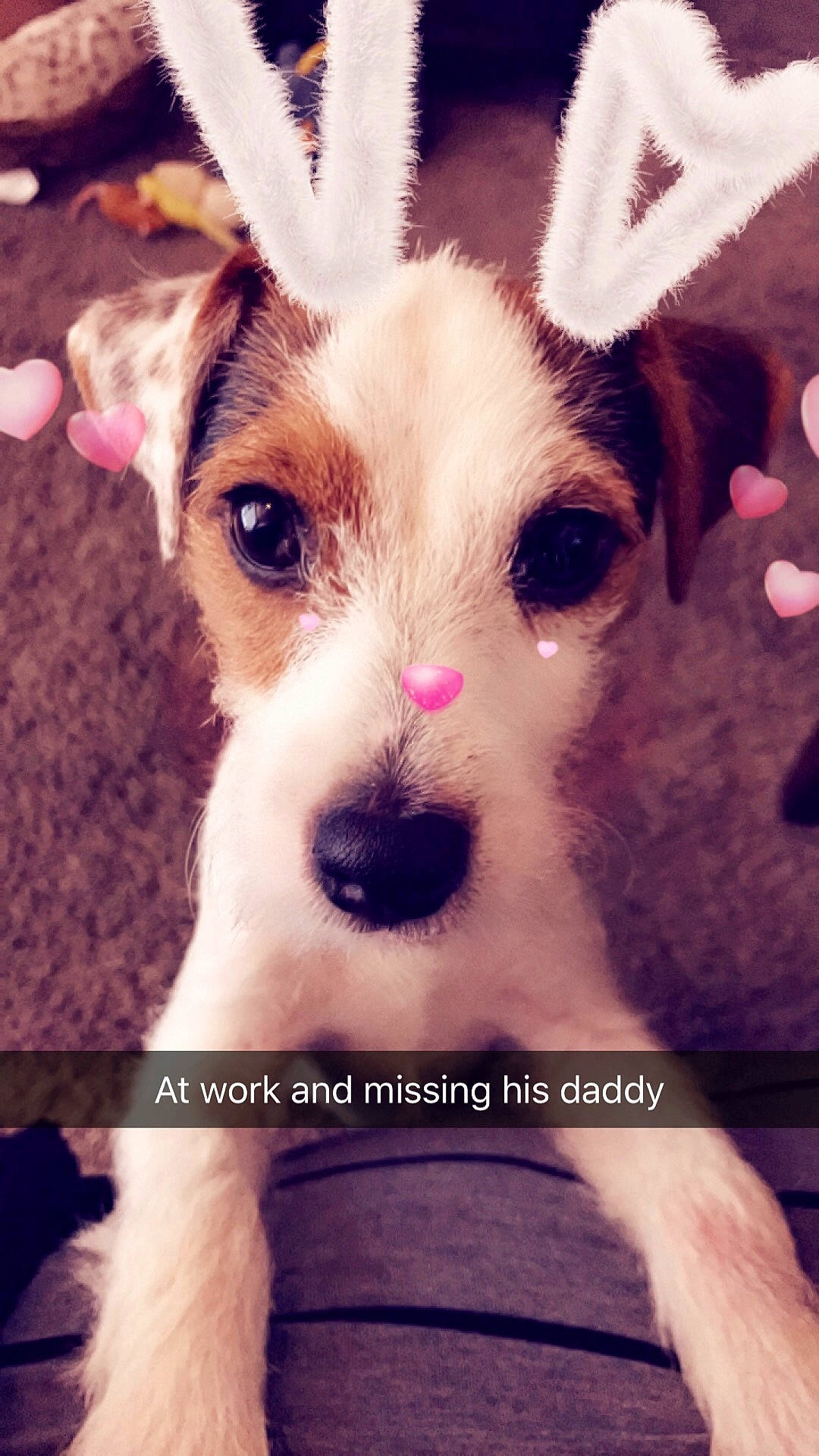 Jack Twist joined the competition — help win amazing prizes! canidae, carnivore, companion_dog, dog, dog_breed, ear, fox_terrier, jack_russell_terrier, mammal, parson_russell_terrier, photo_caption, puppy, puppy_love, rare_breed_dog, rat_terrier, russell_terrier, small_terrier, snout, terrier, toy_dog