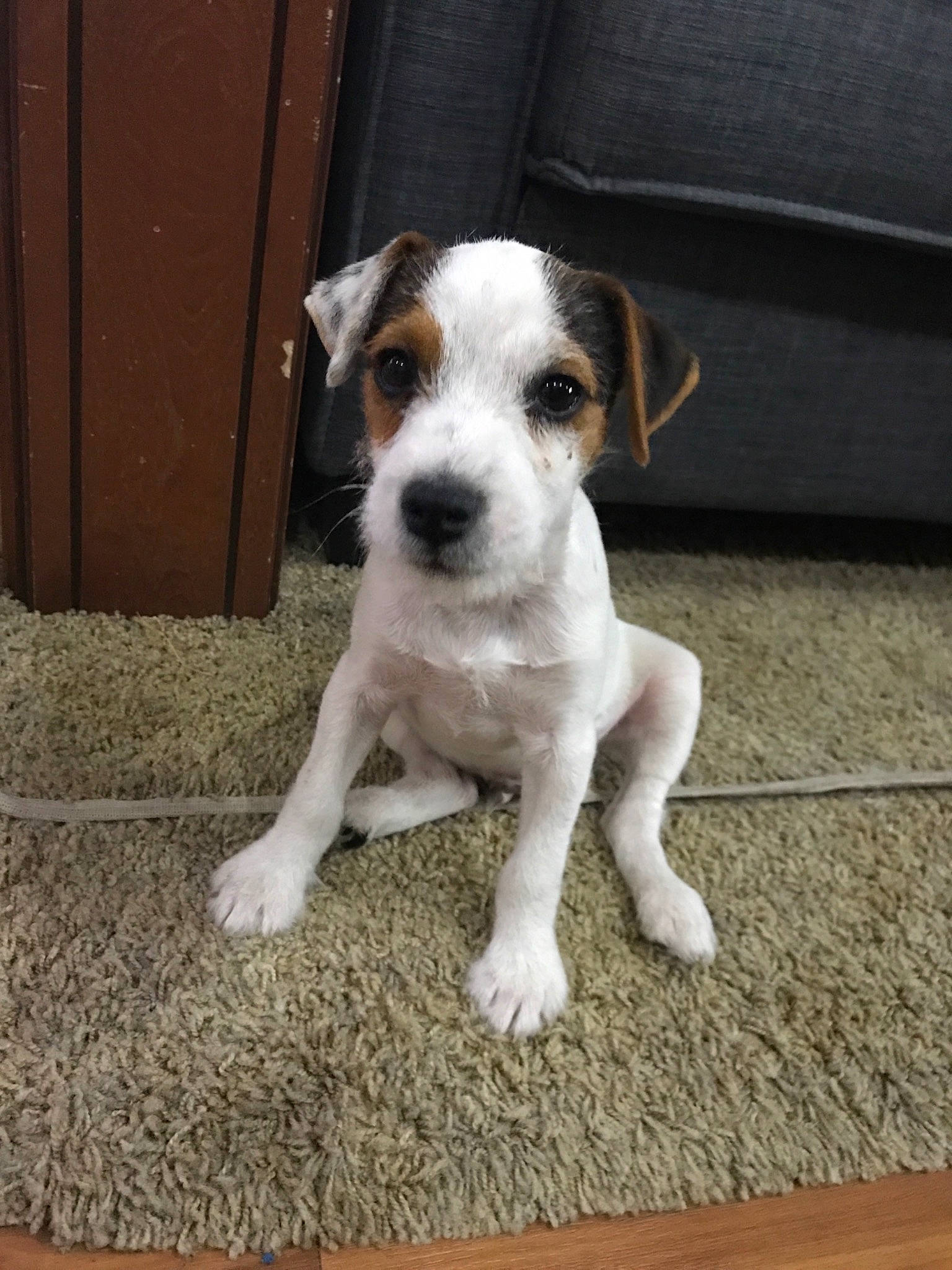 Jack Twist joined the competition — help win amazing prizes! canidae, carnivore, companion_dog, danish_swedish_farmdog, dog, dog_breed, fawn, feist, irishjacks, jack_russell_terrier, mammal, miniature_fox_terrier, parson_russell_terrier, puppy, rare_breed_dog, ratonero_bodeguero_andaluz, russell_terrier, sporting_group, treeing_feist, vertebrate