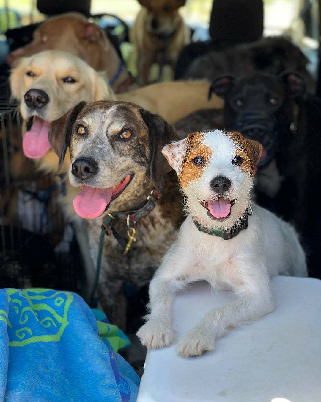 Jack Twist joined the competition — help win amazing prizes! canidae, carnivore, companion_dog, dog, dog_breed, fox_terrier, mammal, puppy, puppy_love, rare_breed_dog, russell_terrier, schnoodle, sporting_group, sporting_lucas_terrier, terrier