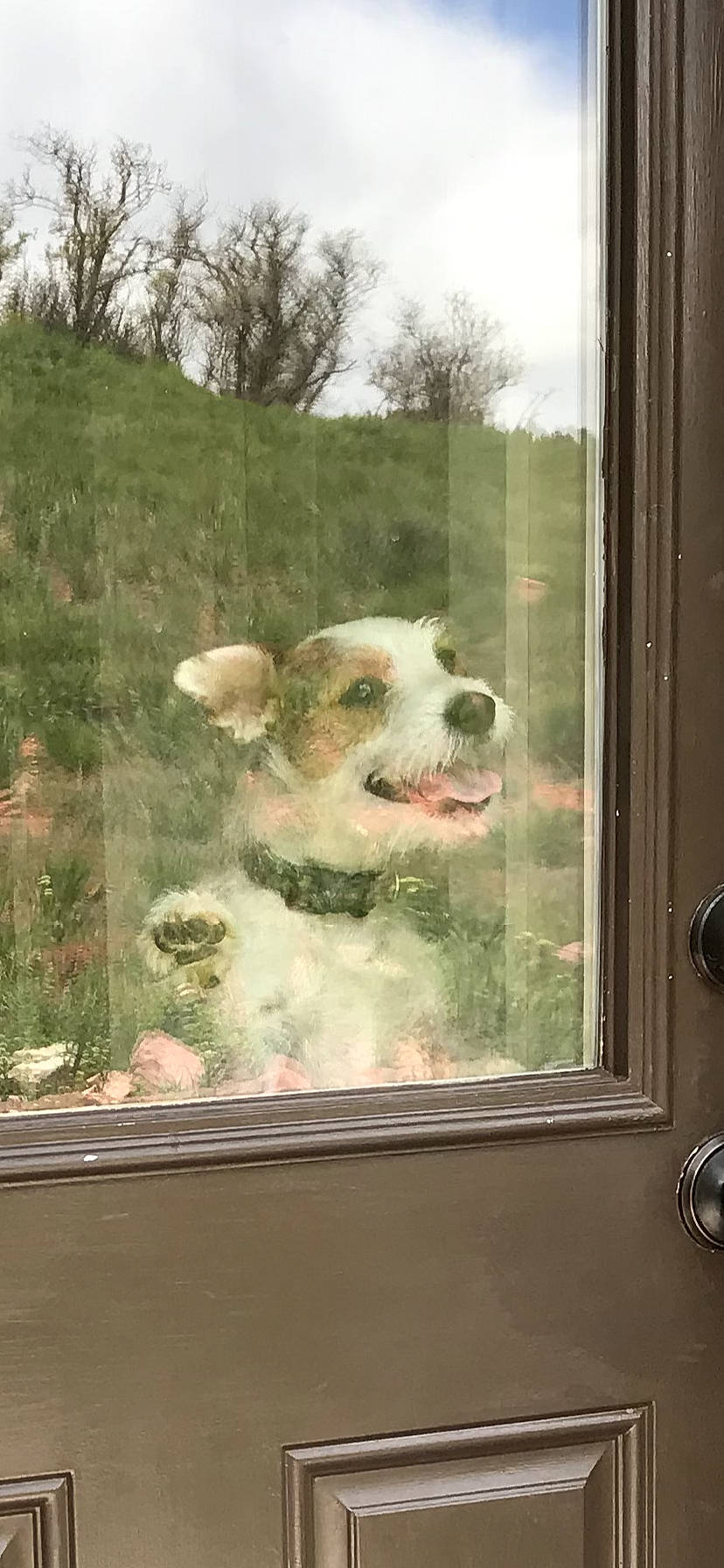 Jack Twist is registered to the contest to win money with this photo: canidae, carnivore, dog, dog_breed, sporting_group, window