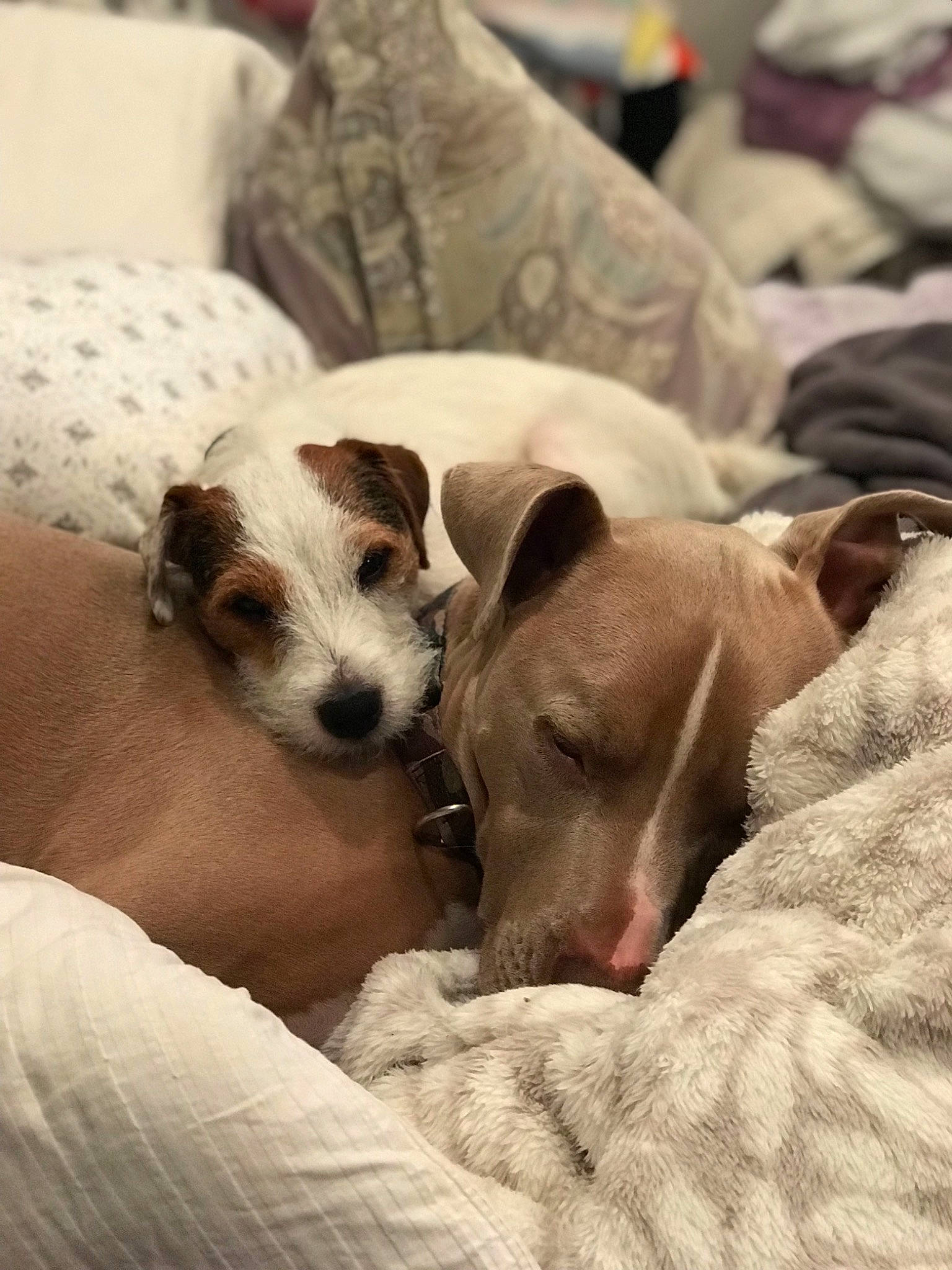 Matrix is registered to the contest to win money with this photo: canidae, carnivore, companion_dog, dog, dog_breed, fawn, italian_greyhound, jack_russell_terrier, lurcher, mammal, nap, parson_russell_terrier, puppy, puppy_love, russell_terrier, sighthound, snout, vertebrate, whippet