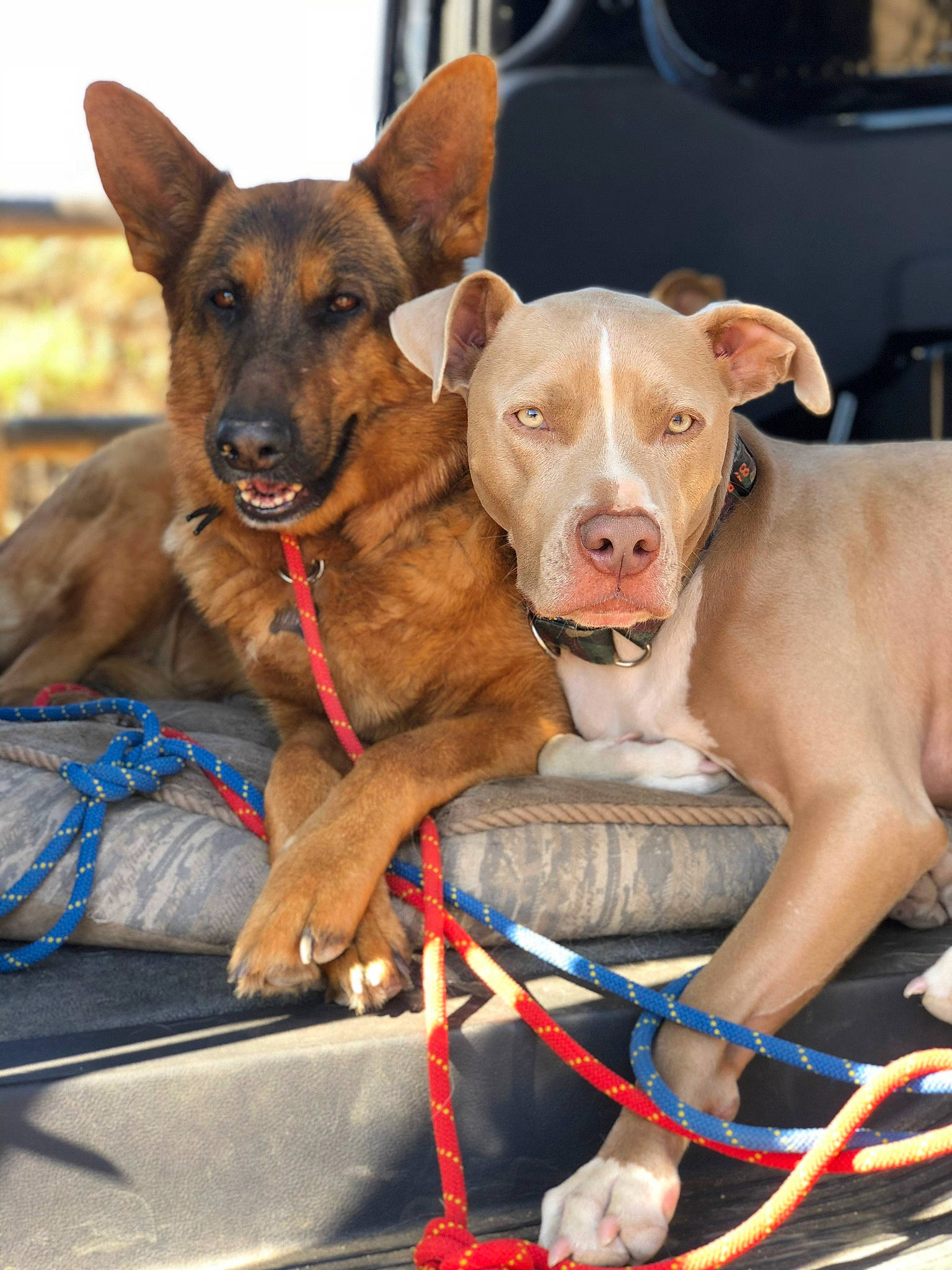 Matrix joined the competition — help win amazing prizes! adventure, canidae, carnivore, dog, dog_breed, fawn, feist, formosan_mountain_dog, hunting_dog, leash, mammal, pit_bull, rare_breed_dog, snout, sporting_group