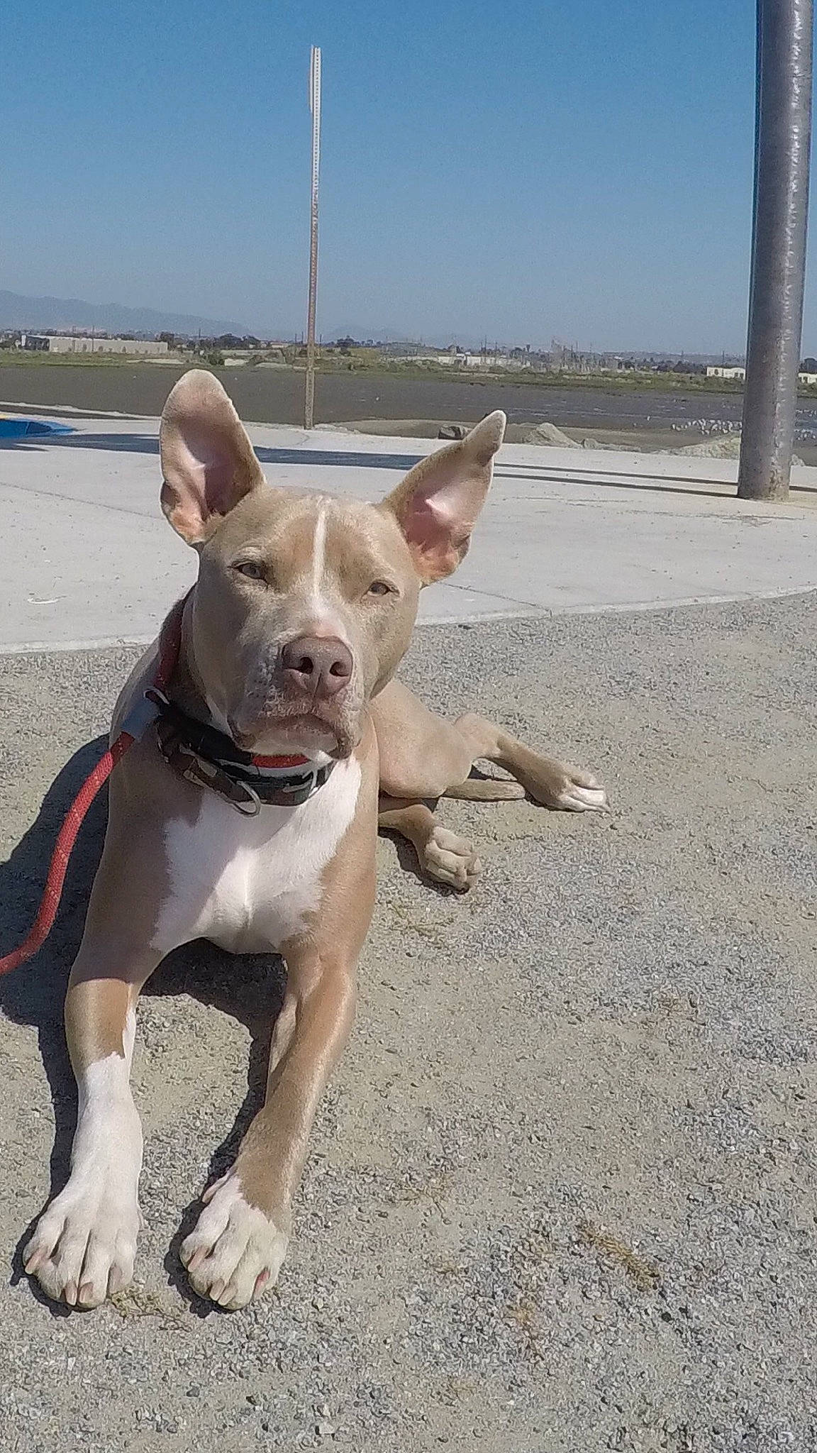 Matrix joined the competition — help win amazing prizes! adventure, american_pit_bull_terrier, american_staffordshire_terrier, bull_and_terrier, canidae, carnivore, collar, dog, dog_breed, dog_collar, ear, fawn, mammal, non_sporting_group, pit_bull, rare_breed_dog, snout, sporting_group, vertebrate