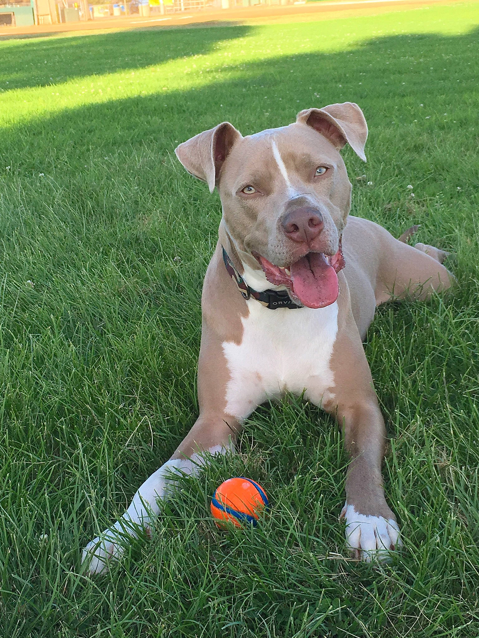 Matrix joined the competition — help win amazing prizes! american_bulldog, american_pit_bull_terrier, american_staffordshire_terrier, ball, canidae, carnivore, catahoula_bulldog, companion_dog, dog, dog_breed, fawn, grass, mammal, non_sporting_group, pit_bull, plant, rare_breed_dog, snout, sporting_group, vertebrate