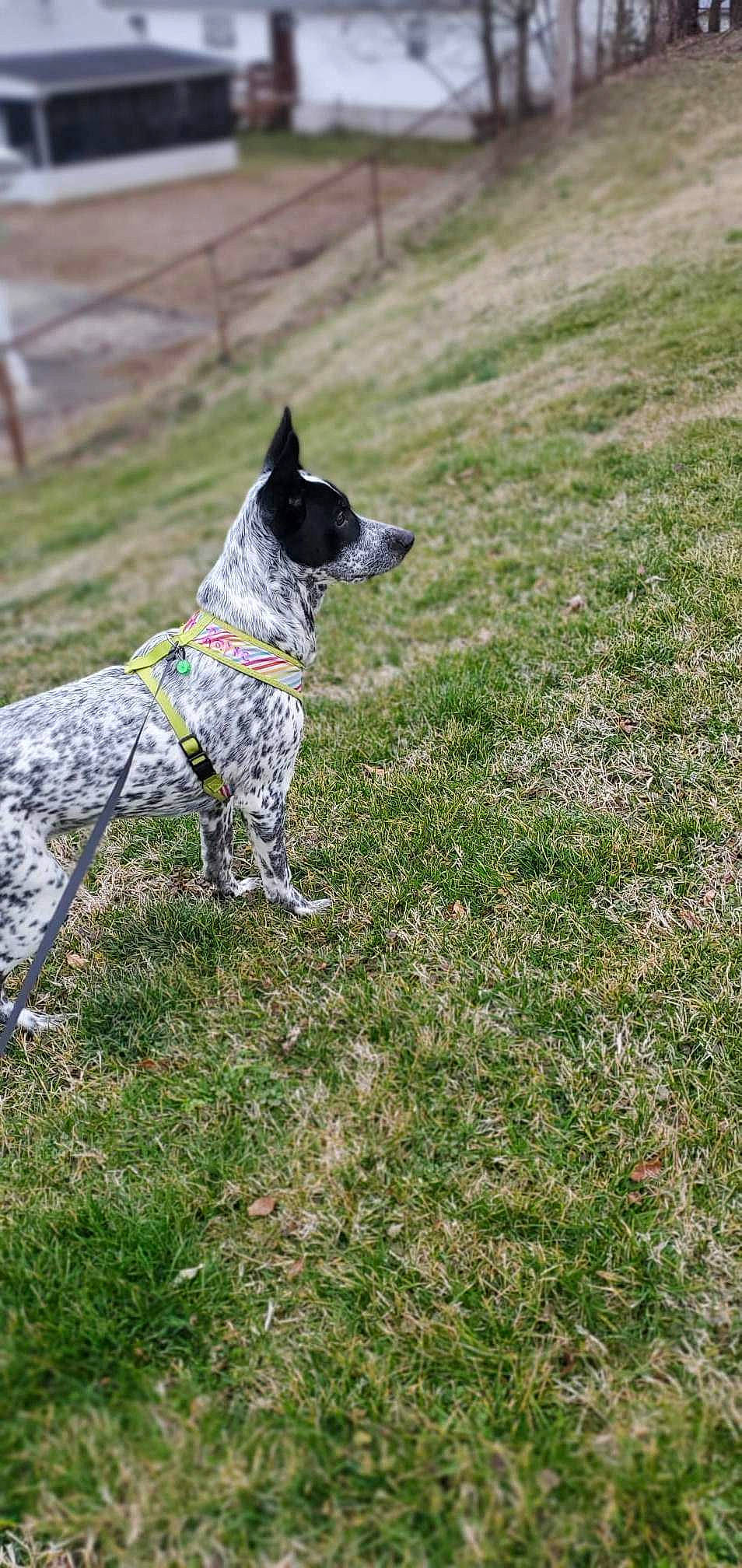 Willow is registered to the contest to win money with this photo: australian_cattle_dog, australian_stumpy_tail_cattle_dog, canidae, carnivore, collar, companion_dog, dog, dog_breed, dog_collar, dog_supply, grass, grassland, herding_dog, leash, plant, sporting_group, tail, terrestrial_animal, working_animal, working_dog