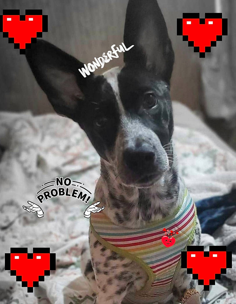 Willow is registered to the contest to win money with this photo: advertising, american_red_cross, canidae, carmine, carnivore, collar, companion_dog, dog, dog_breed, dog_collar, dog_supply, font, logo, paw, photo_caption, photography, sporting_group, symbol, whiskers, working_animal