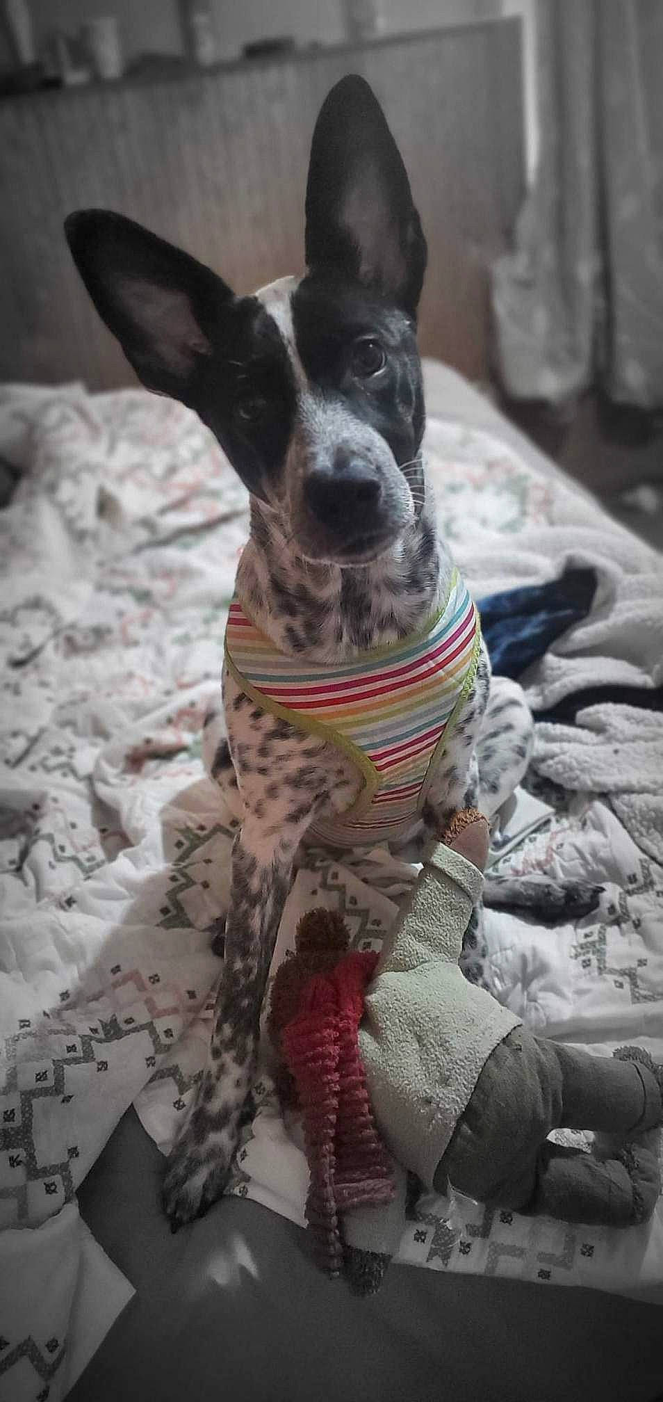 Willow joined the competition — help win amazing prizes! canidae, carnivore, collar, comfort, companion_dog, dog, dog_breed, dog_collar, dog_supply, fawn, guard_dog, linens, non_sporting_group, pattern, snout, sporting_group, terrestrial_animal, texas_heeler, whiskers, working_animal