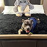 Ruffo joined the competition — help win amazing prizes! dog, stuffed_animal, elephant, bed, blanket, pillow, headboard, bedroom, furniture, toy, pet, canine, blue_shirt, smiling, indoor, floor, wood_floor, black_blanket, plush, relaxed