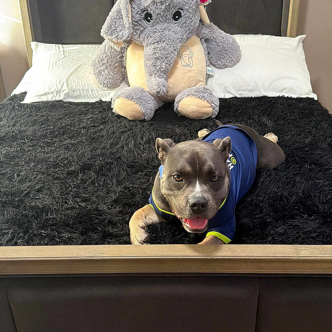 Ruffo joined the competition — help win amazing prizes! dog, stuffed_animal, elephant, bed, blanket, pillow, headboard, bedroom, furniture, toy, pet, canine, blue_shirt, smiling, indoor, floor, wood_floor, black_blanket, plush, relaxed