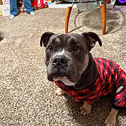 Ruffo is registered to the contest to win money with this photo: dog, pet, animal, indoor, carpet, plaid_clothing, christmas, holiday, gift, decorations, glass_table, person_legs, blue_jeans, living_room, furniture, floor, cute, attentive, black_nose, ears
