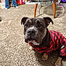 animal, attentive, black_nose, blue_jeans, carpet, christmas, cute, decorations, dog, ears, floor, furniture, gift, glass_table, holiday, indoor, living_room, person_legs, pet, plaid_clothing