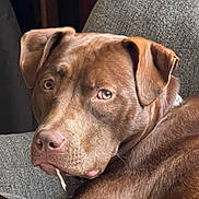 Hope is registered to the contest to win money with this photo: dog, brown_dog, pet, close_up, couch, indoor, canine, resting, looking_back, fur, ears, snout, animal, companion, texture, home, relaxed, portrait, expression, cute