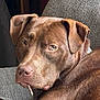 dog, brown_dog, pet, close_up, couch, indoor, canine, resting, looking_back, fur, ears, snout, animal, companion, texture, home, relaxed, portrait, expression, cute