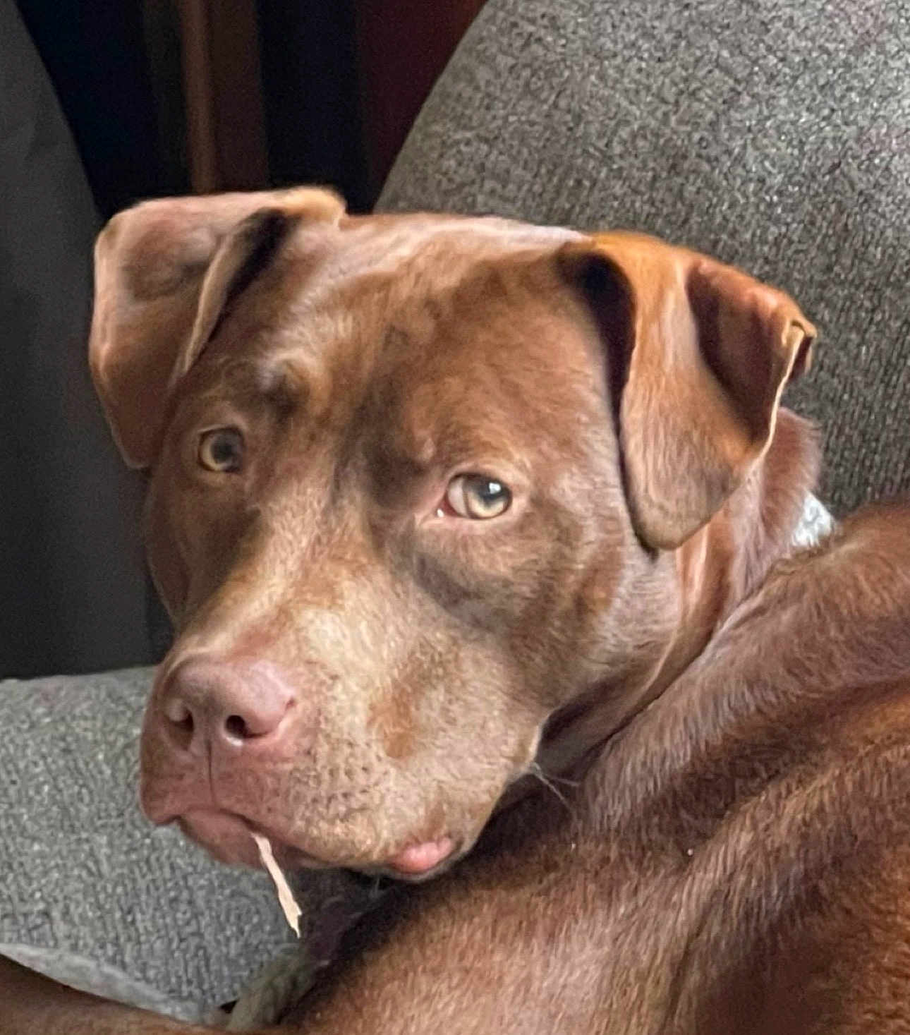 Hope is registered to the contest to win money with this photo: dog, brown_dog, pet, close_up, couch, indoor, canine, resting, looking_back, fur, ears, snout, animal, companion, texture, home, relaxed, portrait, expression, cute
