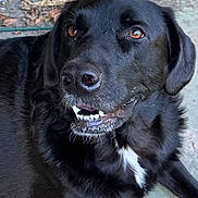 Hazel joined the competition — help win amazing prizes! dog, black_dog, pet, animal, close_up, face, teeth, outdoor, fur, white_patch, brown_eyes, canine, portrait, laying_down, snout, ears, friendly, alert, nature, daylight