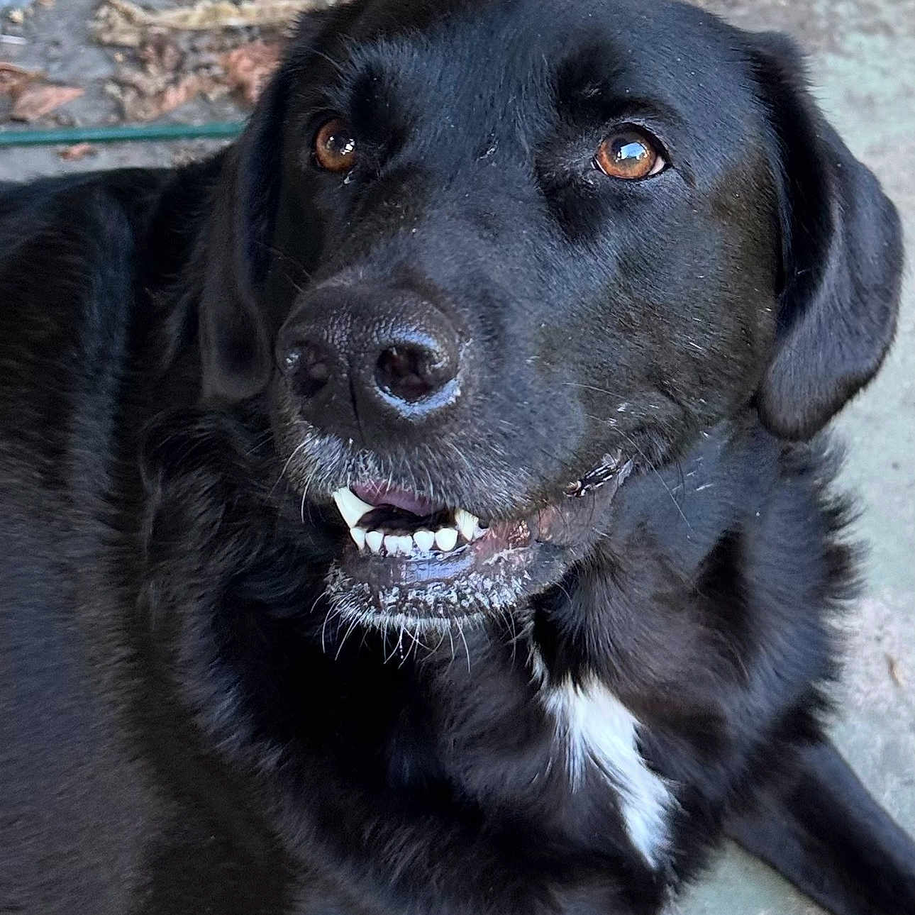 Hazel joined the competition — help win amazing prizes! alert, animal, black_dog, brown_eyes, canine, close_up, daylight, dog, ears, face, friendly, fur, laying_down, nature, outdoor, pet, portrait, snout, teeth, white_patch