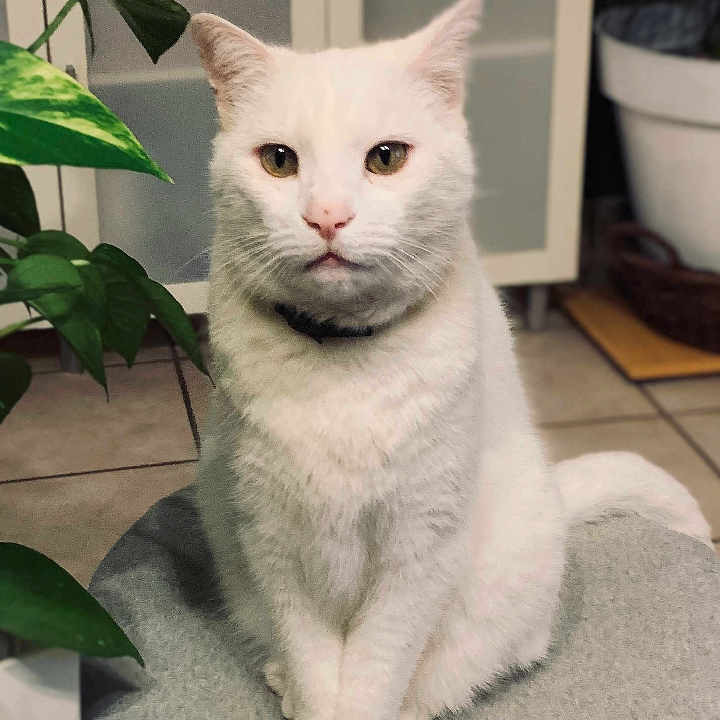 Coco a rejoint le concours — aidez-le/la à gagner de superbes lots ! abyssinian, angora, animal, canine, cat, dog, herbal, herbs, jar, kitten, leaf, manx, pet, plant, planter, pottedplant, pottery, vase, white, whitedog