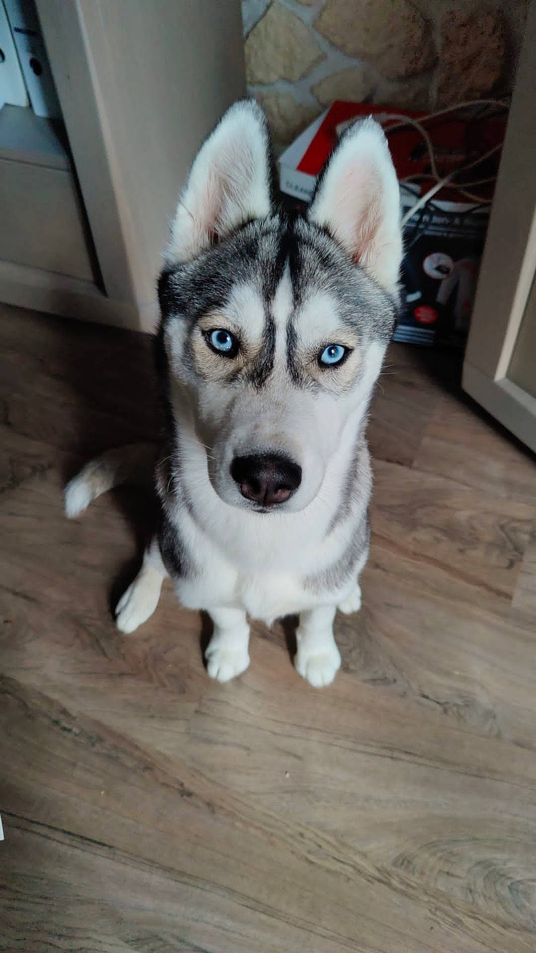 Tynka a rejoint le concours — aidez-le/la à gagner de superbes lots ! canidae, carnivore, companion_dog, dog, dog_breed, eye, flooring, fur, hardwood, jaw, siberian_husky, sled_dog, snout, sporting_group, terrestrial_animal, whiskers, wood, wood_stain, working_animal, working_dog