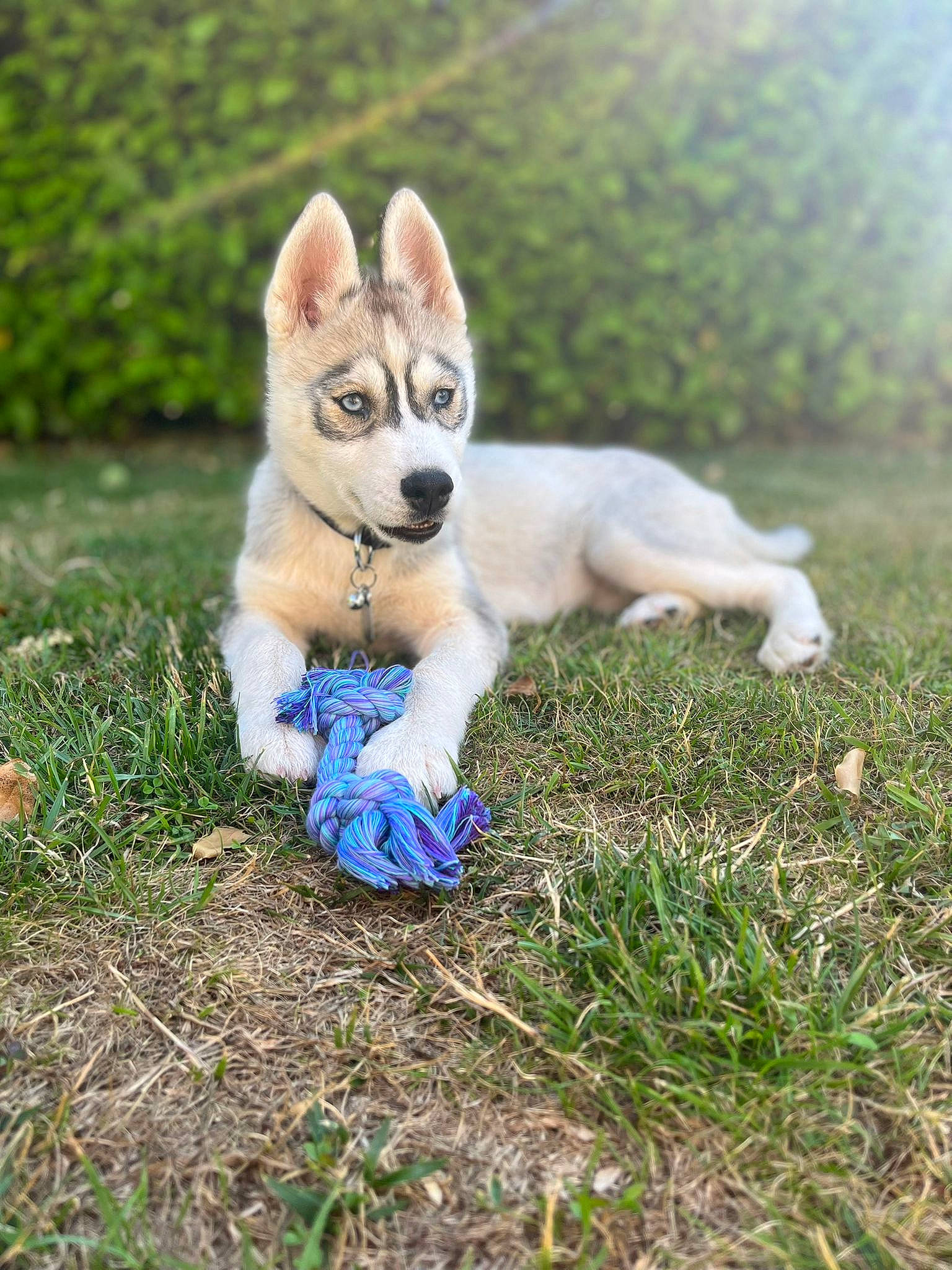 Tynka a rejoint le concours — aidez-le/la à gagner de superbes lots ! ancient_dog_breeds, carnivore, companion_dog, corgi_chihuahua, dog, dog_breed, dog_supply, electric_blue, fawn, fur, grass, plant, sitting, snout, sporting_group, tail, terrestrial_animal, toy_dog, wildlife, working_animal
