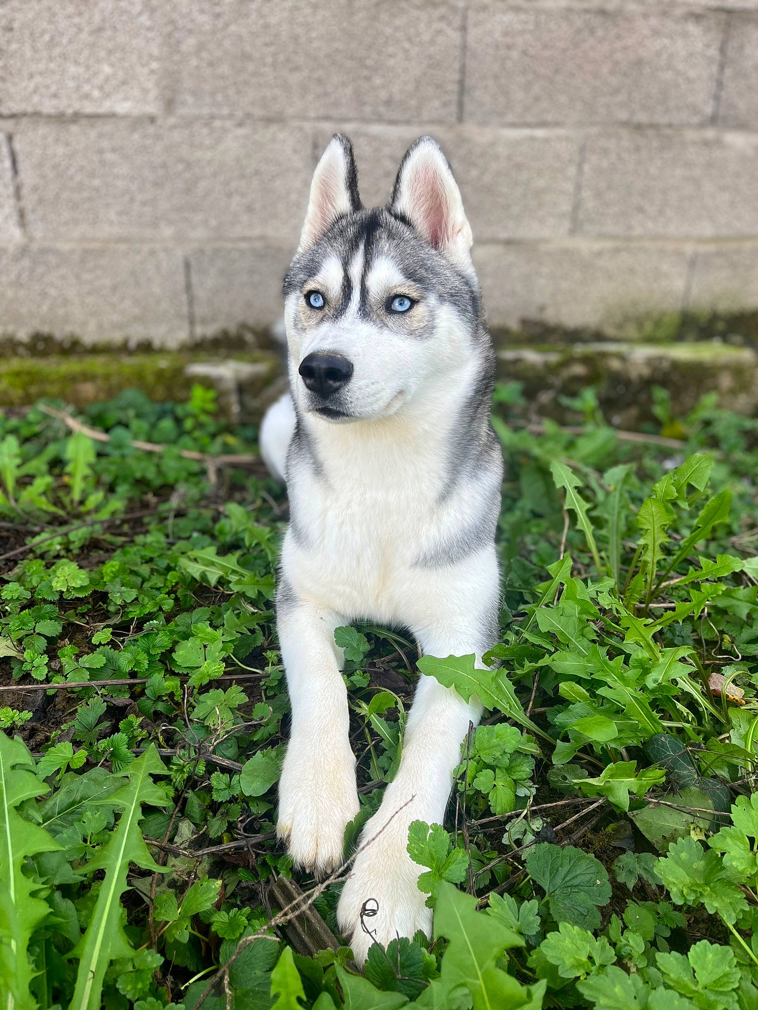 Tynka participe au concours pour gagner de l'argent avec cette photo : canidae, canis, carnivore, companion_dog, dog, dog_breed, fawn, grass, groundcover, plant, siberian_husky, sled_dog, snout, sporting_group, tail, terrestrial_animal, wildlife, wolf, working_animal, working_dog