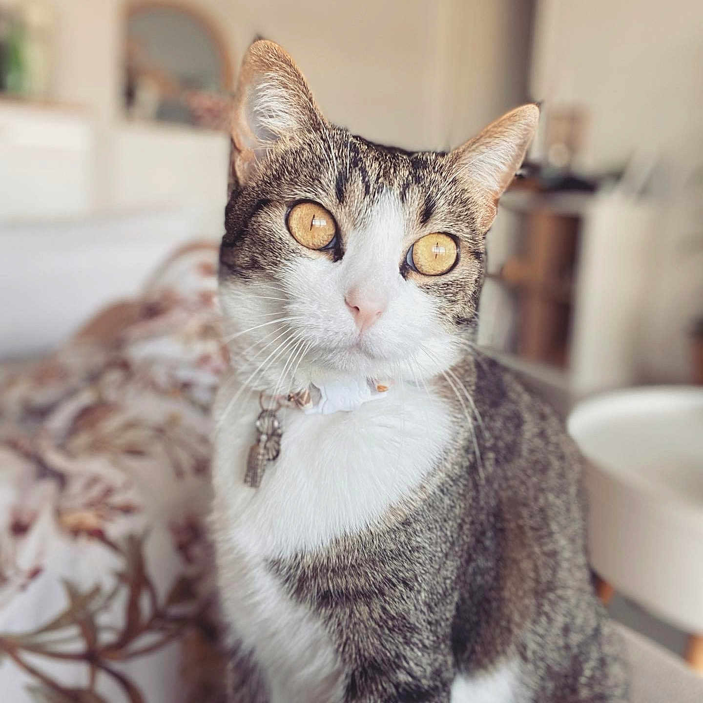 Mallow participe au concours pour gagner de l'argent avec cette photo : abyssinian, angora, animal, blanket, cat, kitten, manx, pet