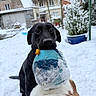 Lala a rejoint le concours — aidez-le/la à gagner de superbes lots ! dog, dogs, black_dog, brown_and_white_dog, toy, snow, snowy_backyard, playful, pet, animal, winter, outdoor, garden, fur, canine, nature, daytime, cold, chew_toy, friendship