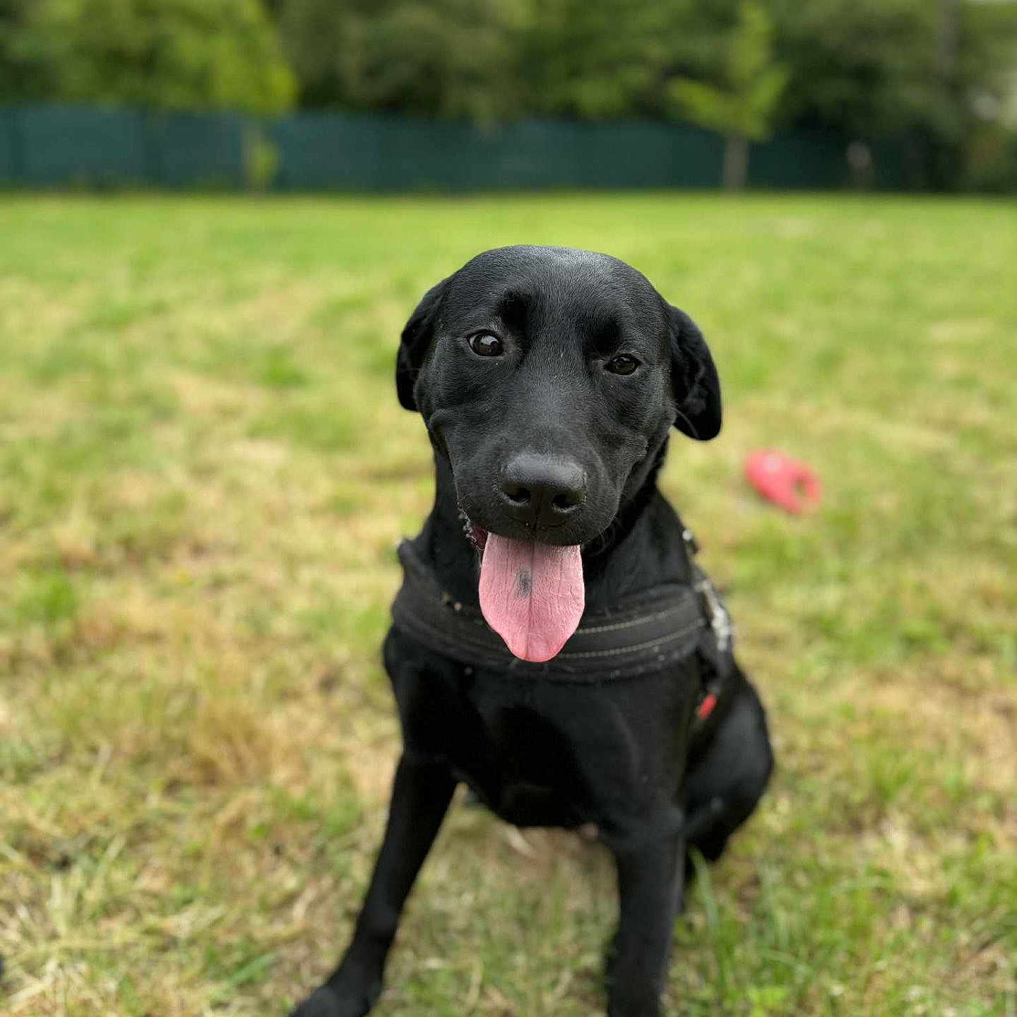 Lala a rejoint le concours — aidez-le/la à gagner de superbes lots ! dog, black_dog, grass, outdoor, pet, tongue_out, happy, animal, canine, nature, grass_field, sitting, playful, cute, portrait, leash, summer, greenery, daytime, friendly