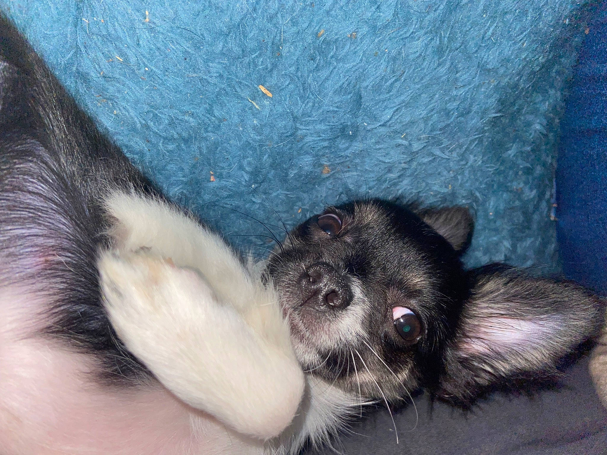 Una a rejoint le concours — aidez-le/la à gagner de superbes lots ! carnivore, claw, comfort, companion_dog, dog_breed, eyelash, fur, paw, snout, tail, terrestrial_animal, toy_dog, whiskers, working_animal