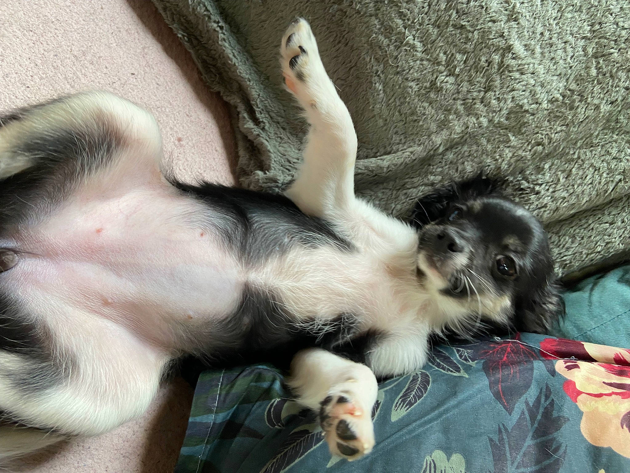 Una participe au concours pour gagner de l'argent avec cette photo : canidae, carnivore, claw, comfort, companion_dog, dog, dog_breed, fawn, felidae, ferret, foot, fur, mammal, nap, paw, snout, sporting_group, tail, terrestrial_animal, whiskers