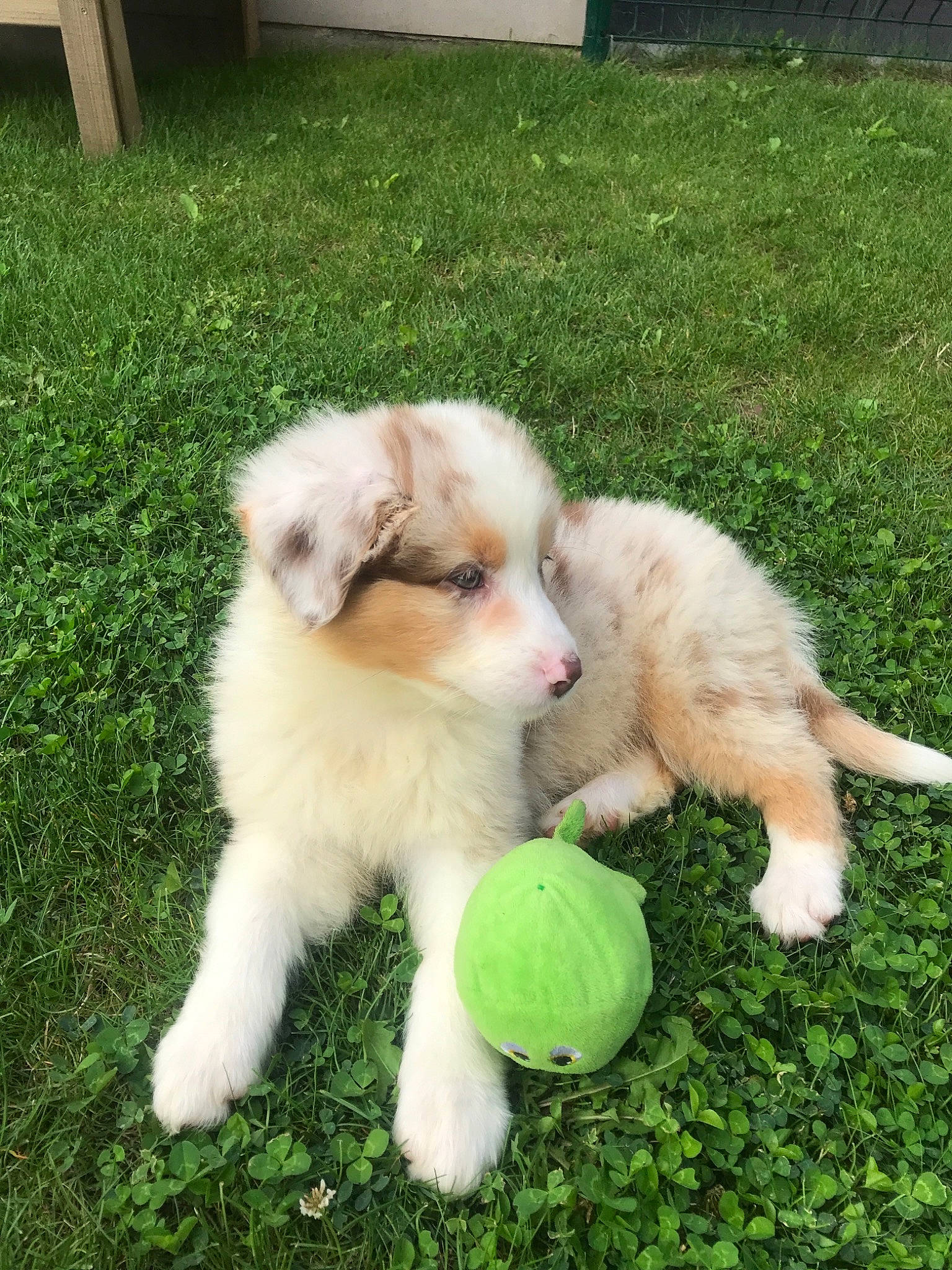 Cheyenne participe au concours pour gagner de l'argent avec cette photo : australian_collie, australian_shepherd, canidae, carnivore, companion_dog, dog, dog_breed, mammal, miniature_australian_shepherd, puppy, rare_breed_dog, sporting_group, vertebrate, welsh_sheepdog