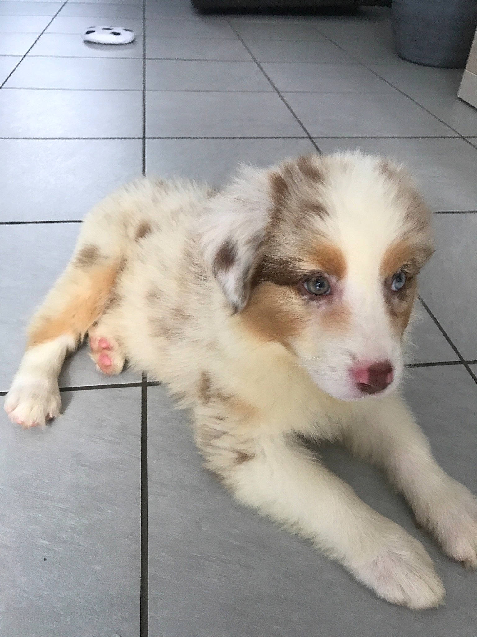 Cheyenne a rejoint le concours — aidez-le/la à gagner de superbes lots ! australian_collie, australian_shepherd, border_collie, canidae, carnivore, companion_dog, dog, dog_breed, fawn, herding_dog, mammal, miniature_australian_shepherd, mucuchies, puppy, rare_breed_dog, small_greek_domestic_dog, sporting_group, vertebrate, working_dog