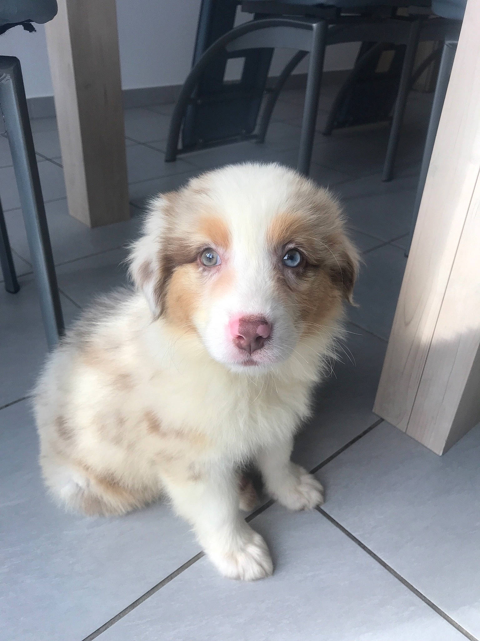 Cheyenne participe au concours pour gagner de l'argent avec cette photo : australian_collie, australian_shepherd, basque_shepherd_dog, border_collie, canidae, carnivore, companion_dog, dog, dog_breed, fawn, mammal, miniature_australian_shepherd, nose, puppy, rare_breed_dog, small_greek_domestic_dog, sporting_group, vertebrate, working_dog