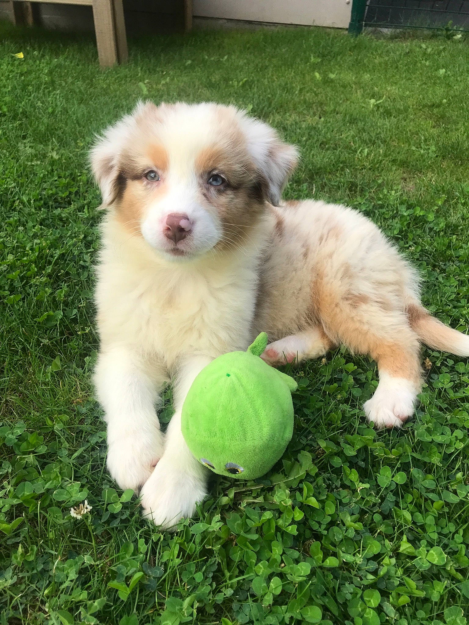 Cheyenne participe au concours pour gagner de l'argent avec cette photo : australian_collie, australian_shepherd, basque_shepherd_dog, border_collie, canidae, carnivore, companion_dog, dog, dog_breed, mammal, miniature_australian_shepherd, puppy, rare_breed_dog, tornjak, vertebrate, welsh_sheepdog, working_dog