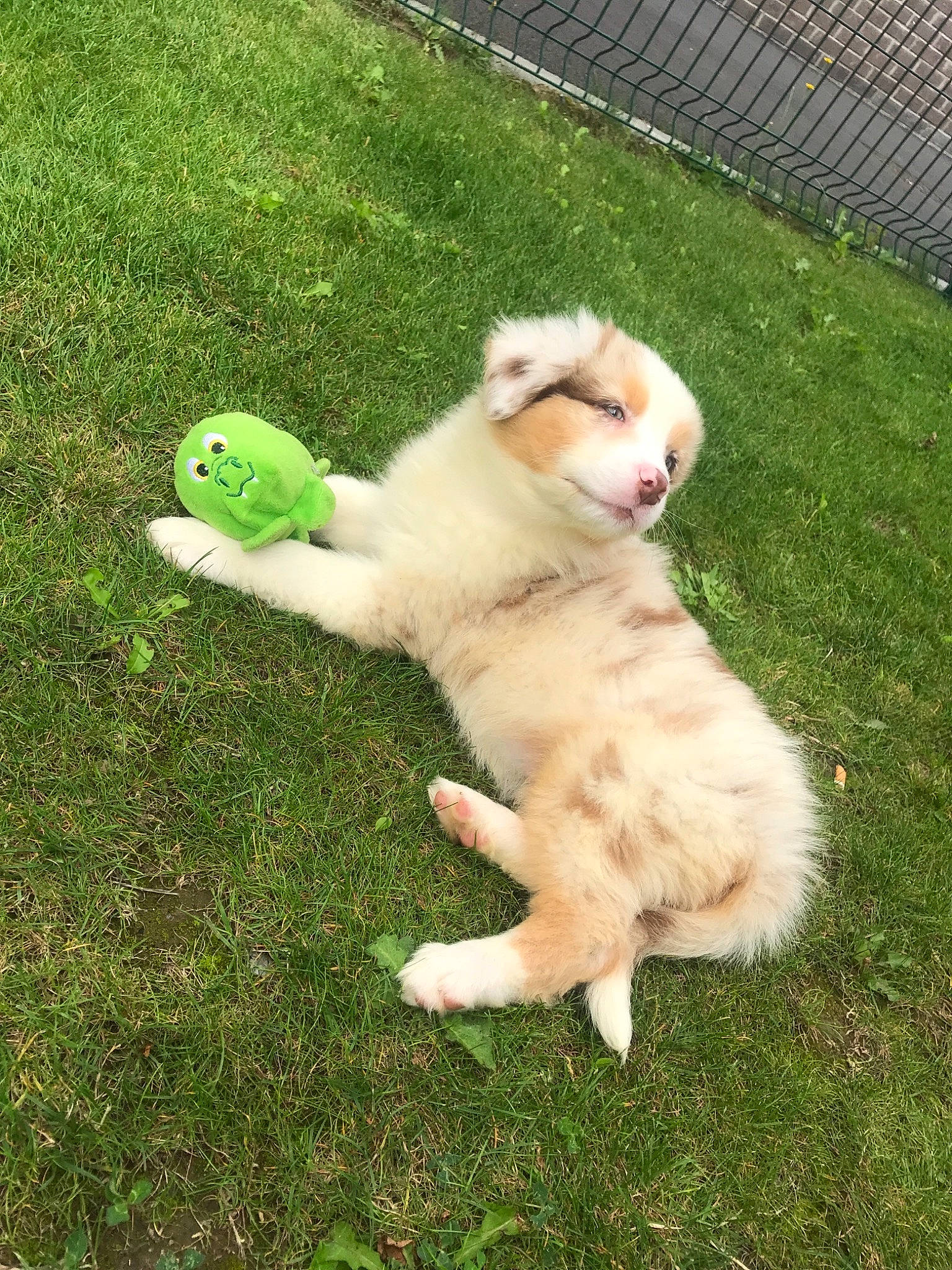 Cheyenne a rejoint le concours — aidez-le/la à gagner de superbes lots ! akita, canidae, carnivore, companion_dog, dog, dog_breed, fawn, golden_retriever, grass, labrador_husky, mammal, puppy, retriever, siberian_husky, sporting_group, tail, vertebrate