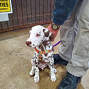 Sparky joined the competition — help win amazing prizes! animal, brown_spots, concrete_floor, cute, dalmatian, dog, hand, harness, indoor, leash, obedient, pants, person, pet, puppy, shoes, sign, sitting, wooden_wall, young_dog