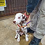 animal, brown_spots, concrete_floor, cute, dalmatian, dog, hand, harness, indoor, leash, obedient, pants, person, pet, puppy, shoes, sign, sitting, wooden_wall, young_dog