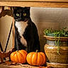 animal, autumn, black_and_white, cat, feline, green_eyes, home_decor, indoor, pet, portrait, potted_plant, pumpkins, rustic, sitting, still_life, succulent, tuxedo_cat, warm_lighting, whiskers, wooden_shelf