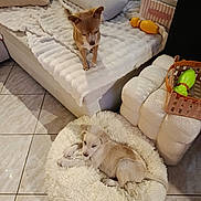 Aiko participe au concours pour gagner de l'argent avec cette photo : dog, puppy, couch, blanket, dog_bed, toy, floor, tile, basket, pillow, furniture, indoor, pet, resting, cozy, living_room, cute, small_dog, fur, relaxing