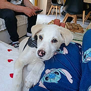 Billy participe au concours pour gagner de l'argent avec cette photo : puppy, dog, white_dog, indoor, person, phone, pajamas, cartoon_print, living_room, couch, table, chair, floor, home, pet, cute, resting, closeup, animal, cozy