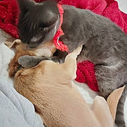 Vodka a rejoint le concours — aidez-le/la à gagner de superbes lots ! cat, dog, collar, red_blanket, snuggling, grooming, pet, gray_cat, light_brown_dog, fur, indoor, cozy, soft_texture, bed, resting, animal, companionship, cute, close_up, domestic