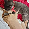 cat, dog, collar, red_blanket, snuggling, grooming, pet, gray_cat, light_brown_dog, fur, indoor, cozy, soft_texture, bed, resting, animal, companionship, cute, close_up, domestic