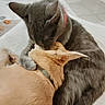 cat, dog, indoor, floor, tile, snuggle, affection, pet, animal, feline, canine, gray_cat, brown_dog, collar, closeup, cuddle, domestic, friendship, cute, resting