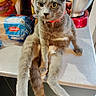 cat, gray_cat, pet, animal, kitchen, countertop, cereal_box, bread, blender, red_collar, sitting, curious, domestic, feline, indoor, fur, whiskers, eyes, table, household