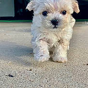 Pebble is registered to the contest to win money with this photo: puppy, dog, small_dog, white_fur, fluffy, cute, pet, close_up, face, eyes, nose, paws, concrete, driveway, outdoor, walking, young, portrait, adorable, fuzzy