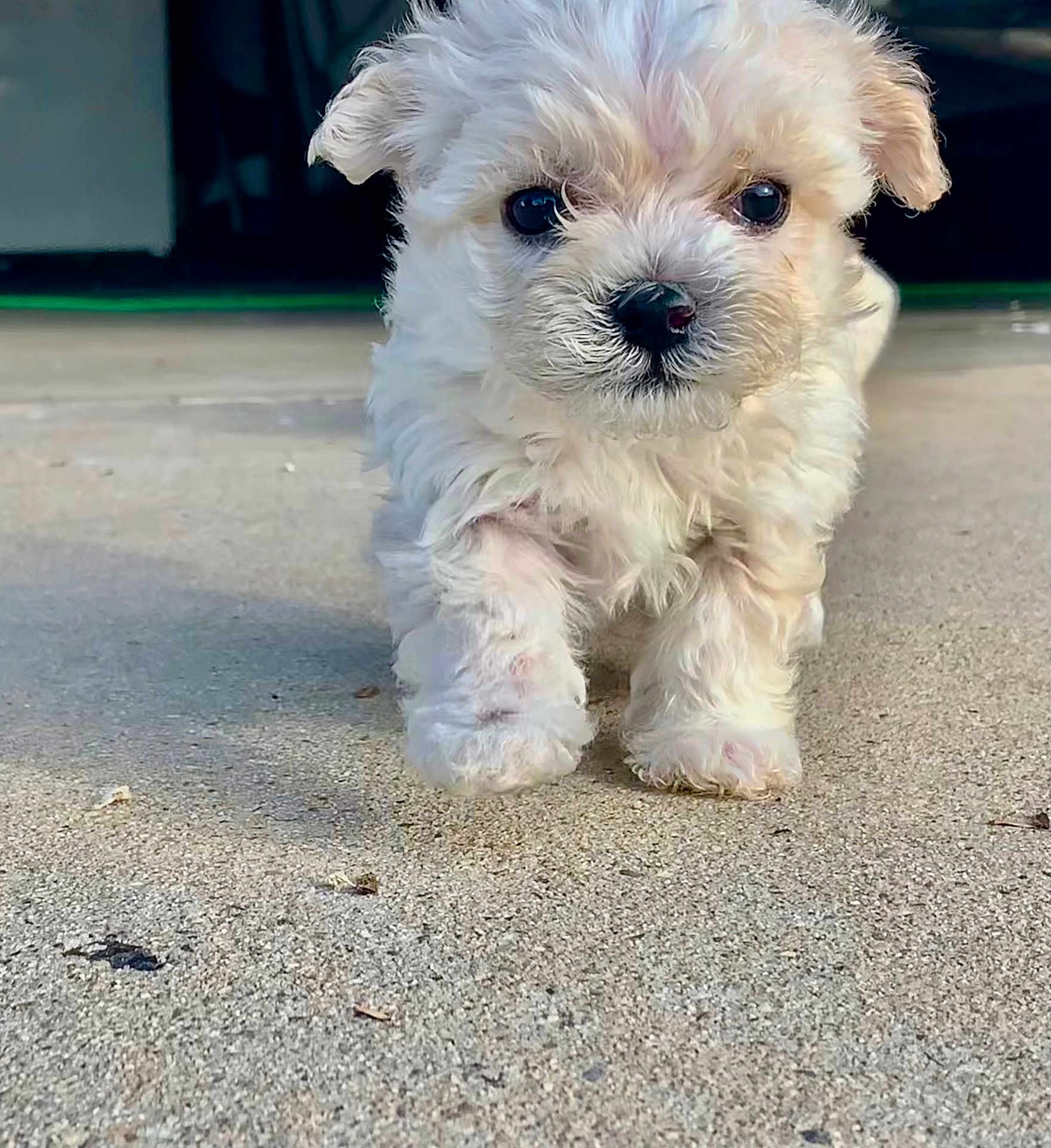 Pebble is registered to the contest to win money with this photo: puppy, dog, small_dog, white_fur, fluffy, cute, pet, close_up, face, eyes, nose, paws, concrete, driveway, outdoor, walking, young, portrait, adorable, fuzzy
