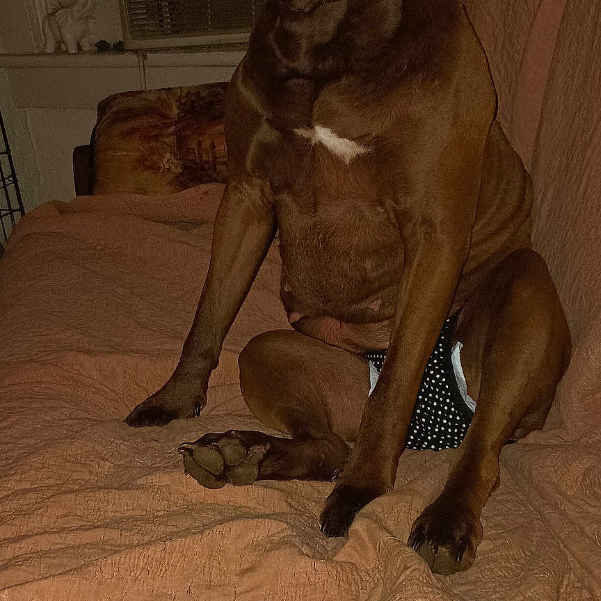 Bossy May Ferrill is registered to the contest to win money with this photo: air_conditioner, animal, brown_dog, children_photo, couch, curtain, diaper, dog, ears, flash_reflection, furniture, indoor, living_room, nose, one_eyed, paw, pet, photo_frame, quilt, sitting