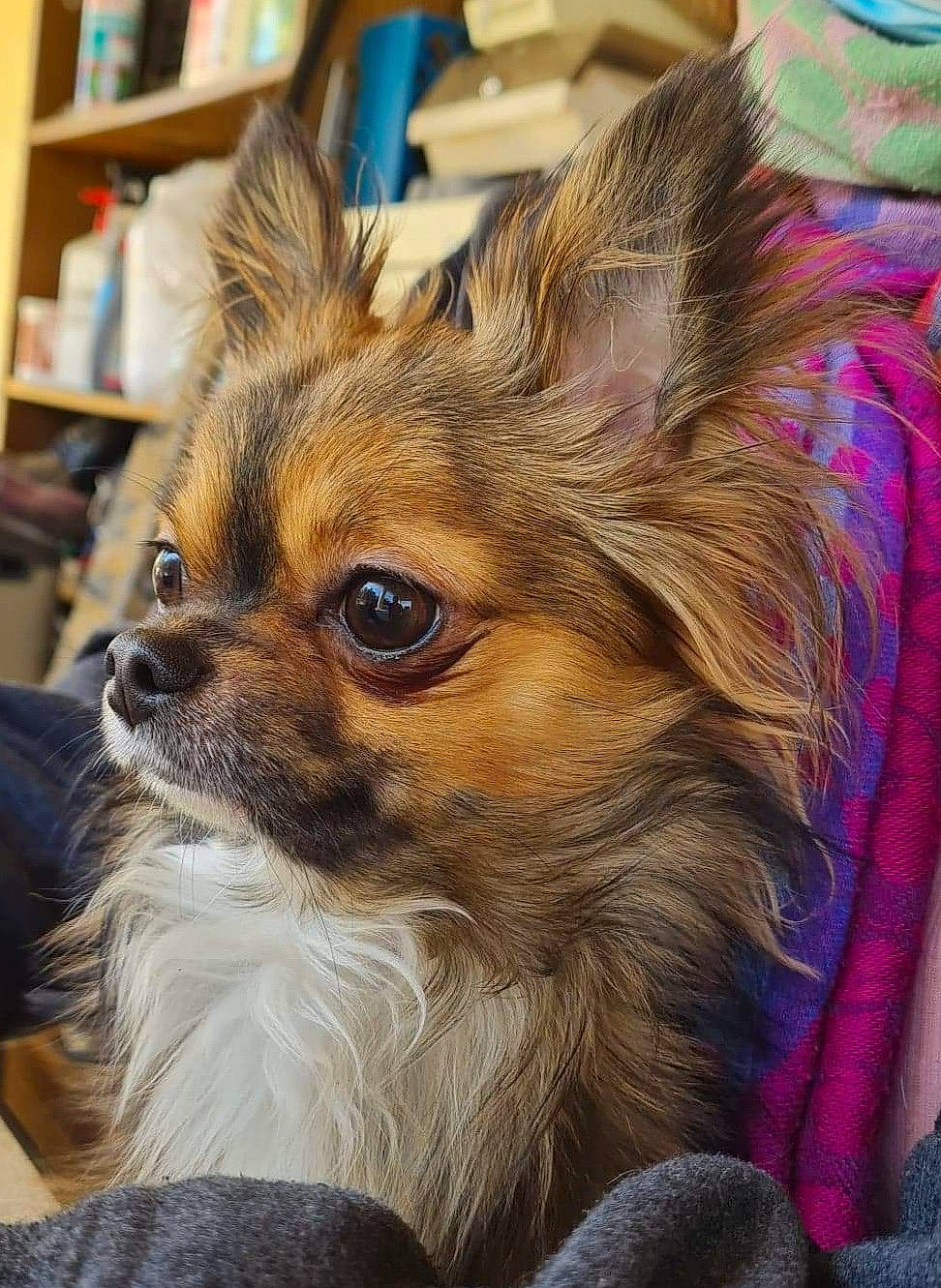 Rio a rejoint le concours — aidez-le/la à gagner de superbes lots ! bookcase, canidae, carnivore, companion_dog, corgi_chihuahua, dog, dog_breed, dog_supply, ear, fawn, fur, publication, shelf, shelving, snout, sporting_group, terrestrial_animal, toy_dog, whiskers