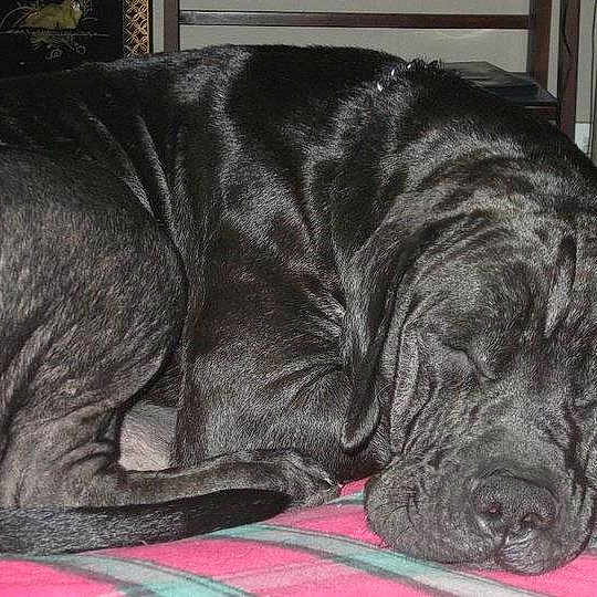 Nemo