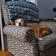 King joined the competition — help win amazing prizes! dog, armchair, patterned_furniture, blanket, wooden_floor, resting, indoor, pet, relaxed, brown_dog, white_markings, cozy, furniture, home_interior, quiet, comfort, lying_down, domestic_animal, window, side_table