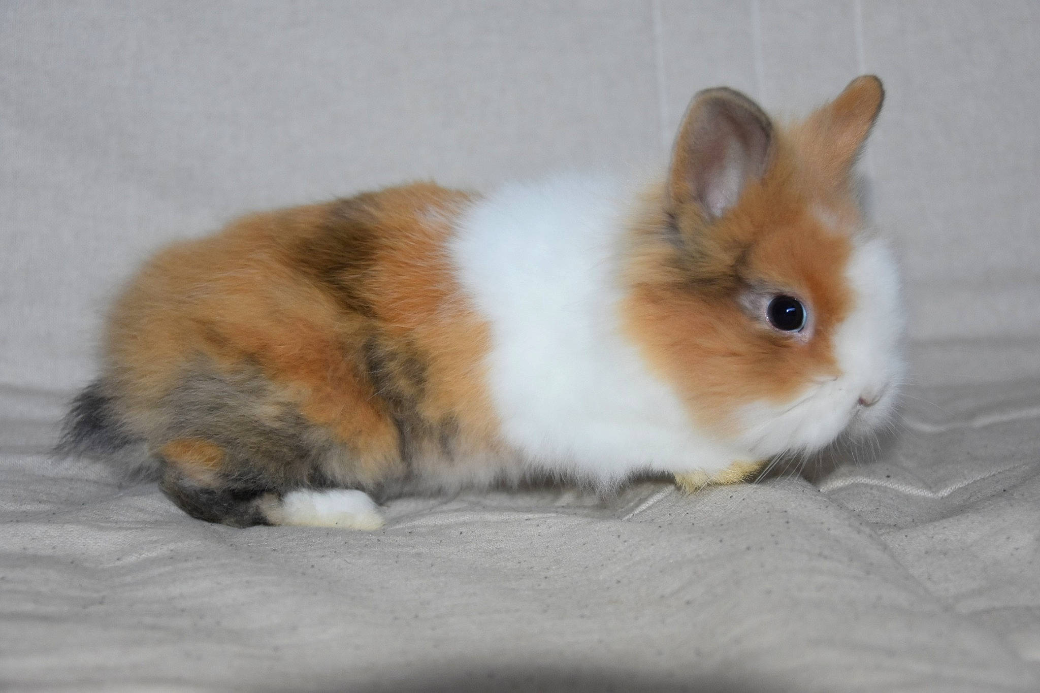 Nalo participe au concours pour gagner de l'argent avec cette photo : domestic_rabbit, fawn, hare, mammal, rabbit, rabbits_and_hares, whiskers, wildlife